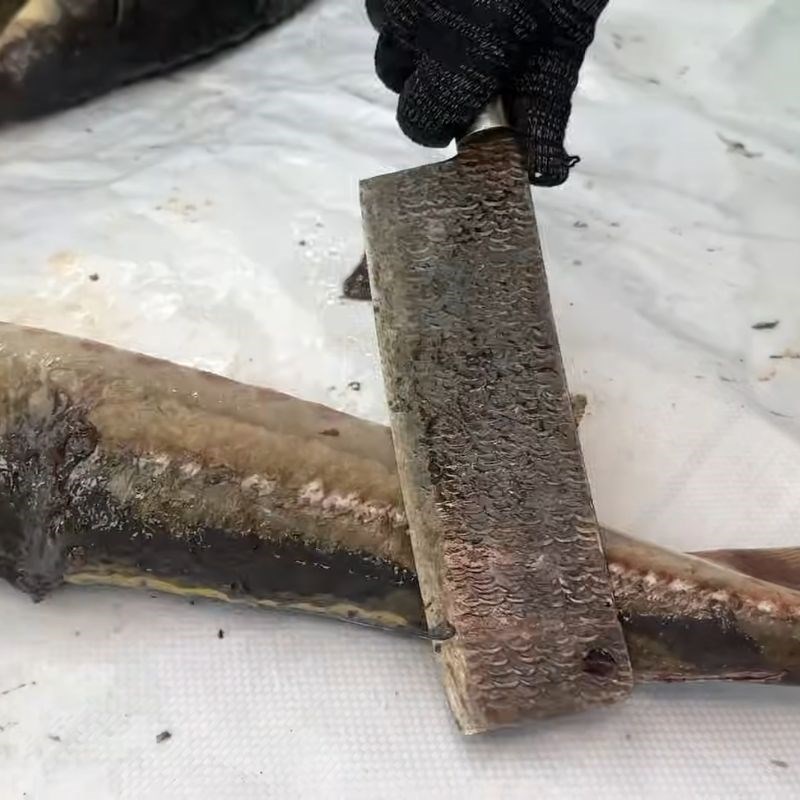 Bước 2 Làm sạch vảy cá tầm cứng cá tầm