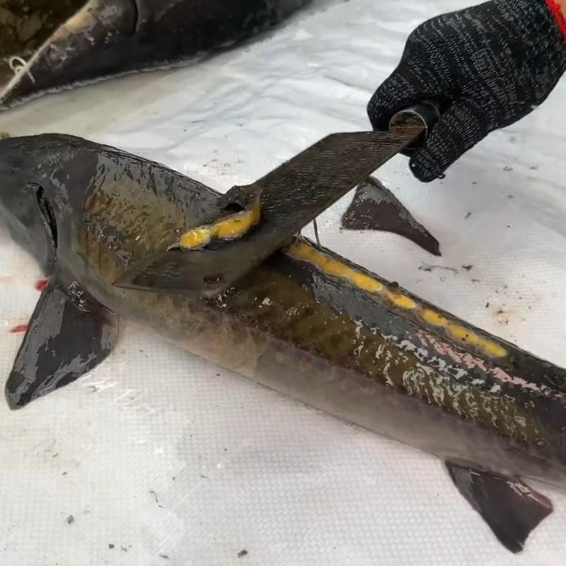 Bước 2 Làm sạch vảy cá tầm cứng cá tầm