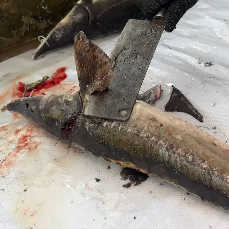 Bước 3 Loại bỏ vây và cạo sạch phần còn lại cá tầm