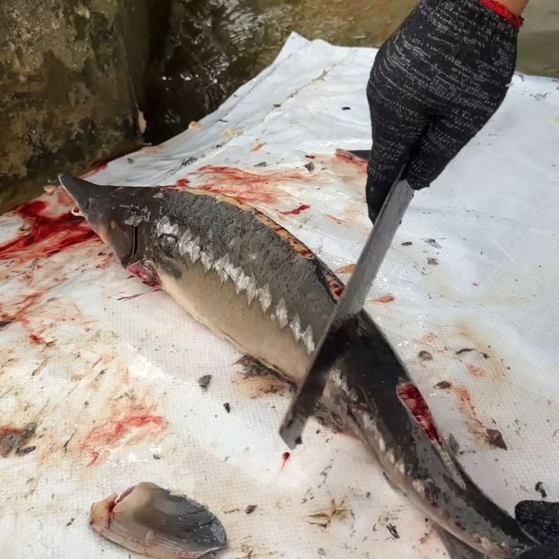 Bước 3 Loại bỏ vây và cạo sạch phần còn lại cá tầm