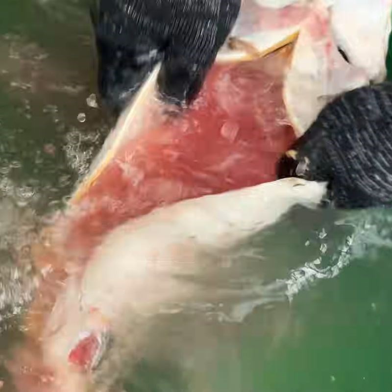 Bước 4 Mổ bụng và làm sạch nội tạng cá tầm