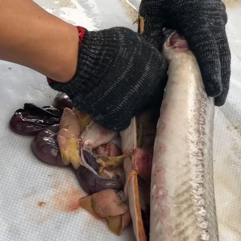 Bước 4 Mổ bụng và làm sạch nội tạng cá tầm