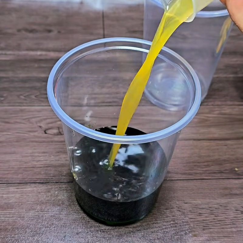 Bước 4 Pha chế trà tắc thái xanh Trà tắc thái xanh
