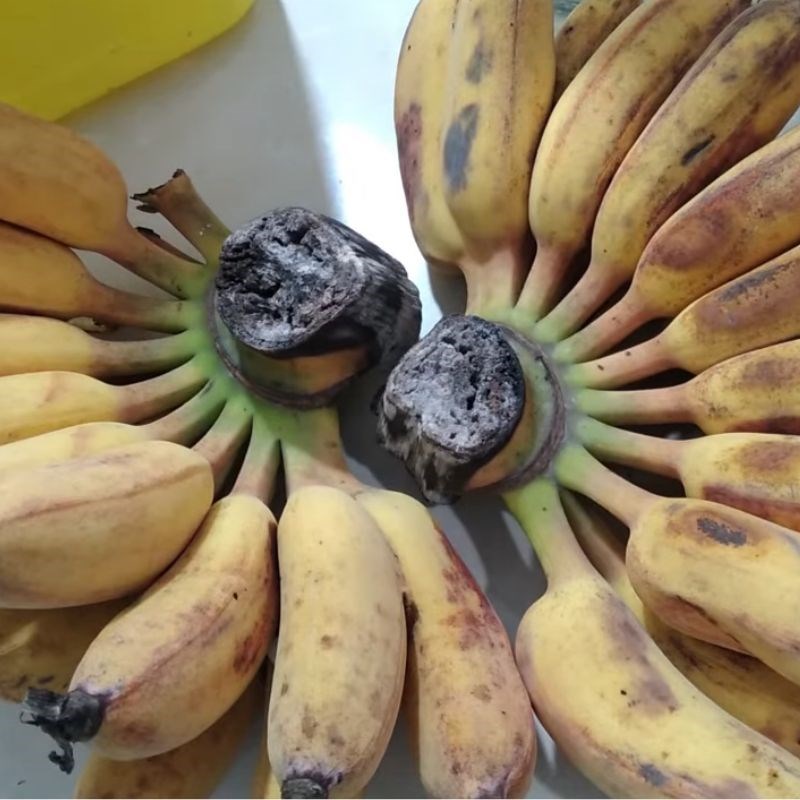 Bước 1 Sơ chế chuối chín Rượu chuối chín