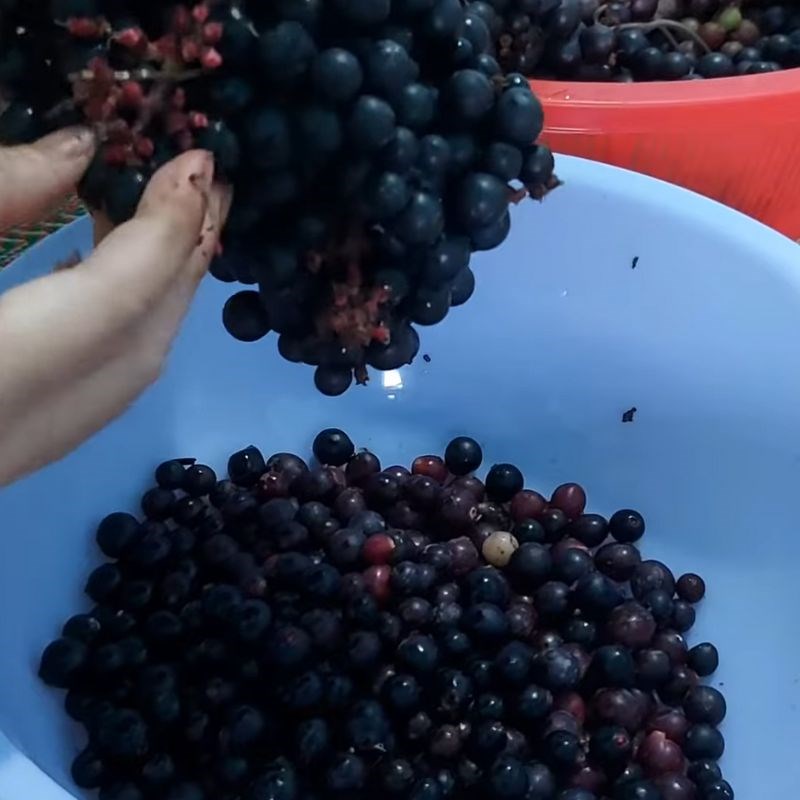 Bước 1 Sơ chế nho rừng Nho ngâm rượu trắng
