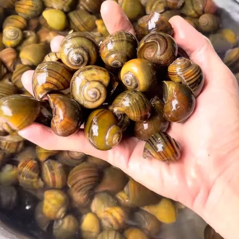 Bước 1 Sơ chế và làm sạch ốc mít Ốc mít luộc