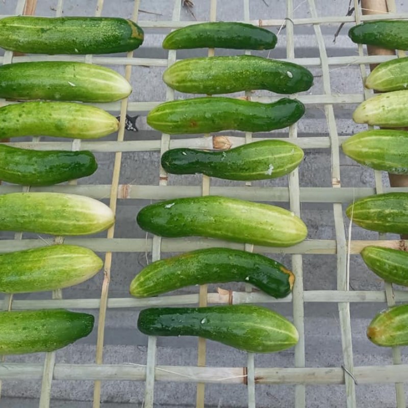 Bước 1 Sơ chế và phơi dưa leo Dưa leo muối nguyên trái