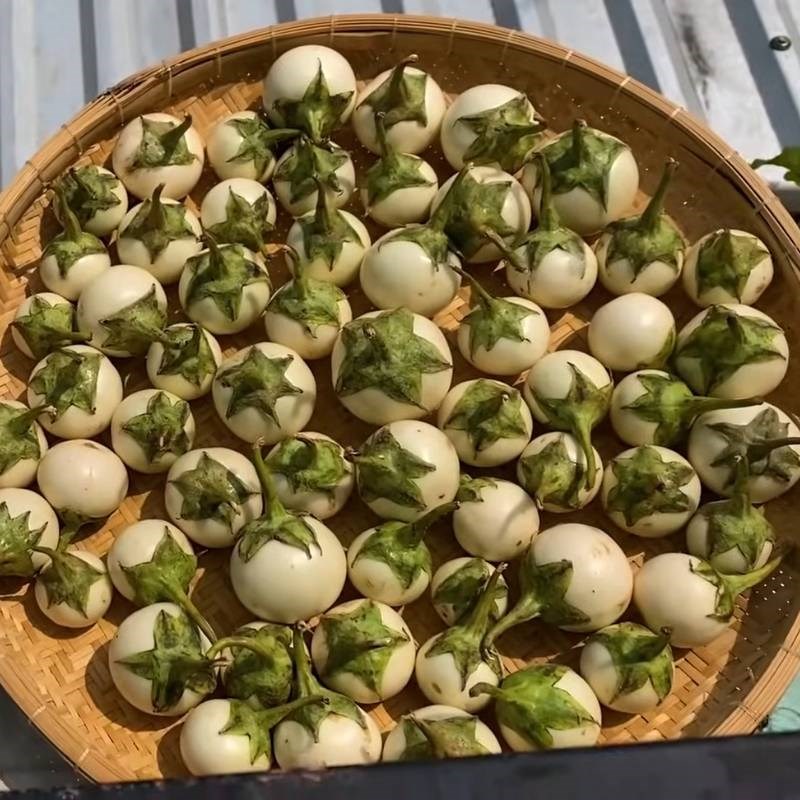 Bước 1 Phơi cà và tiệt trùng dụng cụ Cà ghém muối