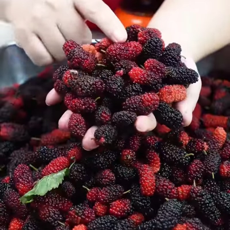 Bước 1 Sơ chế dâu tằm tươi Nước dâu tằm