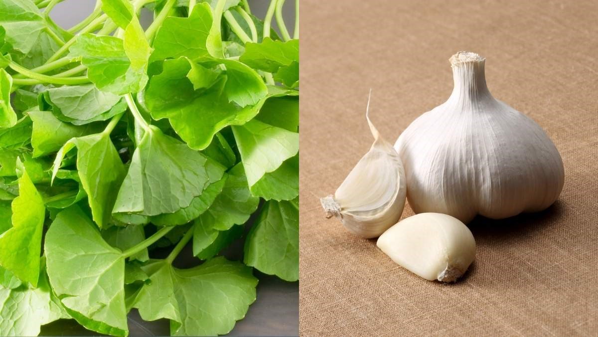 Nguyên liệu món ăn cách làm rau má xào tỏi thơm ngon thanh mát cho bữa cơm gia đình đơn giản