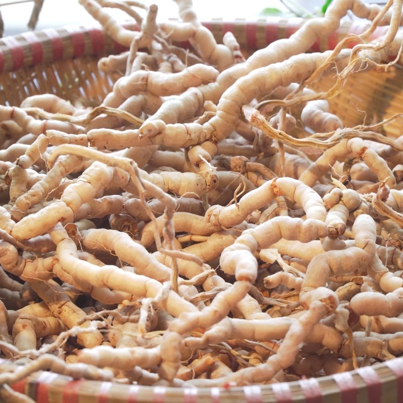 Bước 1 Sơ chế ba kích tươi ngâm rượu Cách ngâm rượu ba kích