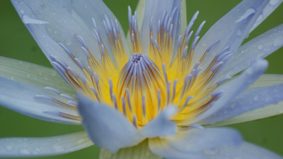 6 cách chụp ảnh hoa tuyệt đẹp, lung linh dịp Tết bằng điện thoại > Phóng to hoa khi chụp sẽ có những chi tiết tuyệt đẹp