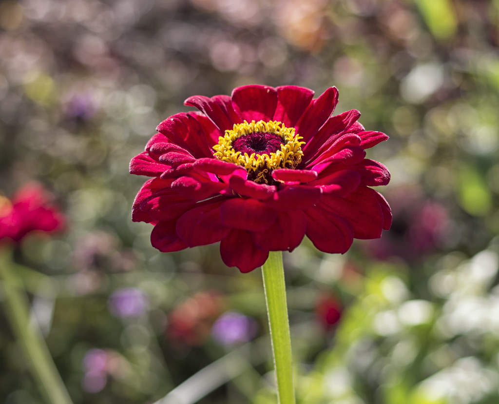 6 cách chụp ảnh hoa tuyệt đẹp, lung linh dịp Tết bằng điện thoại > Tạo ra hiệu ứng bokeh để thêm nét độc đáo cho ảnh chụp hoa của bạn