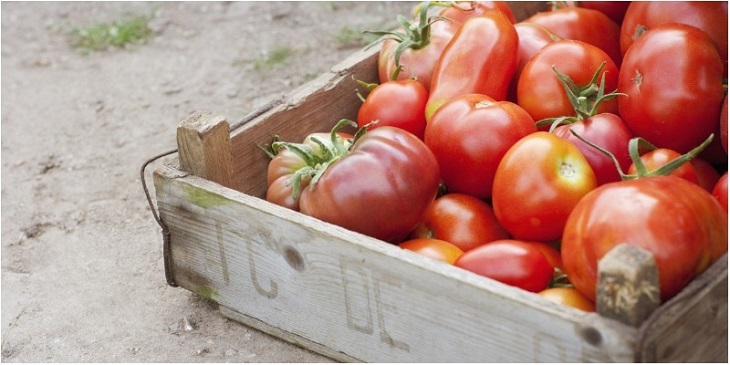bảo quản cà chua đúng cách