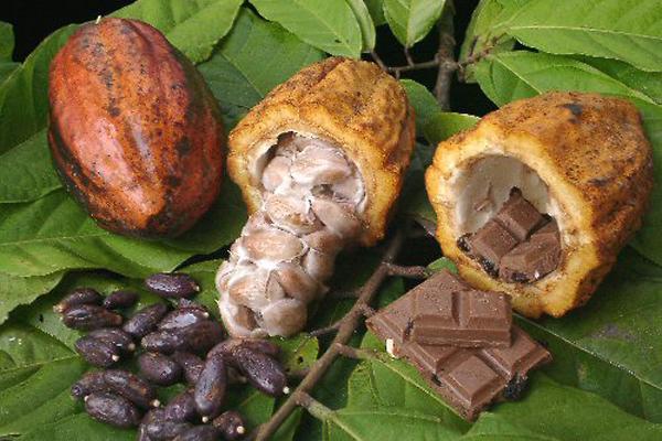 Sô cô la đen và ca cao chứa nhiều flavanols, tốt cho tim mạch
