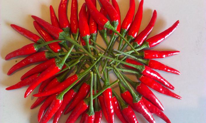 Properly storing chili peppers will keep them fresh for a long time