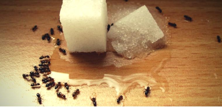 Cách sử dụng giấm để diệt kiến và gián?
