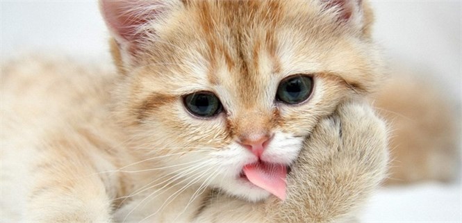 Động vật và những khoảnh khắc vui nhộn