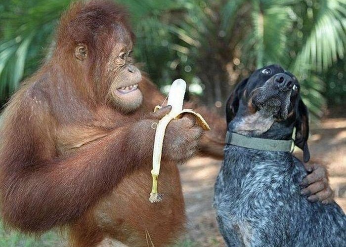 Động vật và những khoảnh khắc vui nhộn > Chuối không cưng?