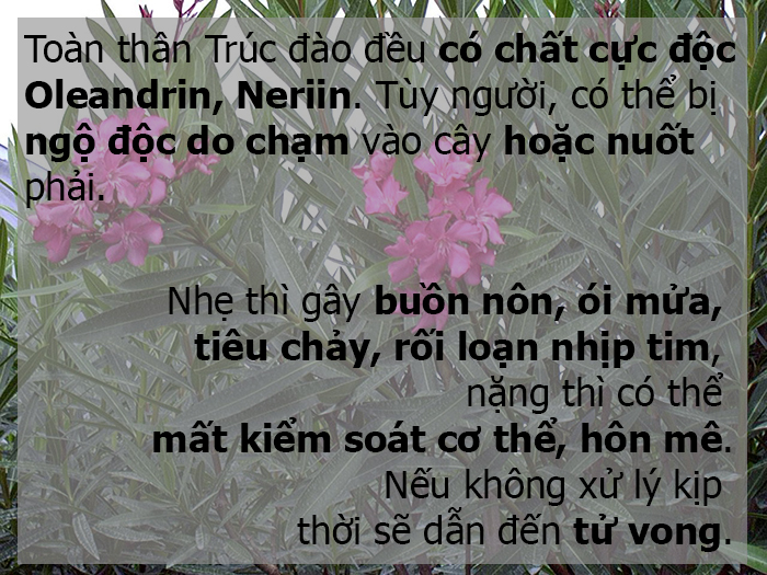 những loài hoa đẹp có độc