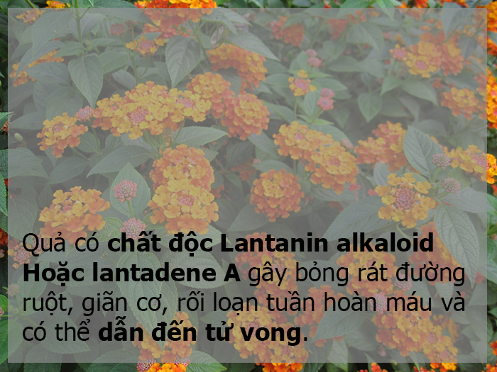 Thơm ổi