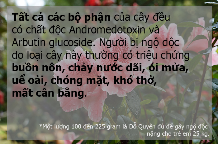 Đỗ Quyên