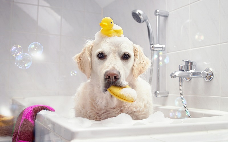 Bạn nên tắm cho những con vật chăm chỉ 2-3 ngày một lần