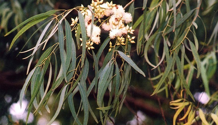 Eucalyptus leaves also help cure premature graying of hair