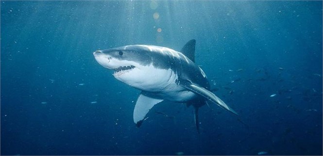 Truy tìm nguyên nhân khiến cáp quang đứt liên tục