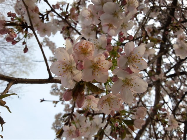 Ảnh chụp từ Lumia 830