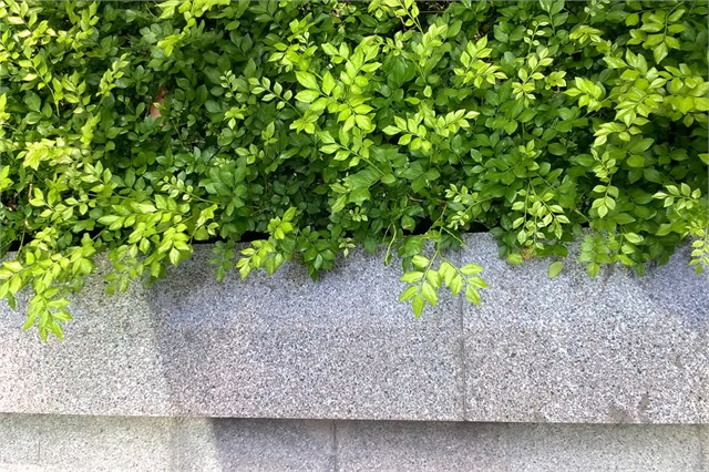 Lumia 730 camera sau