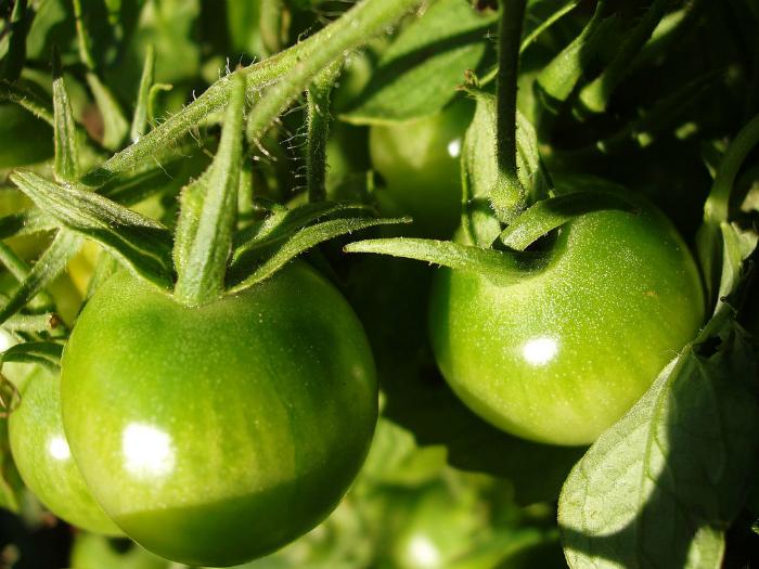 Toxic green tomatoes