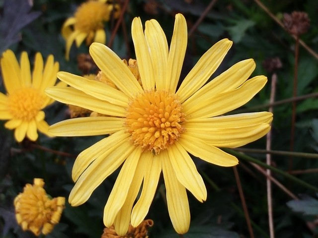 Ảnh chụp từ Oppo N3 cho chất lượng trên cả tuyệt vời