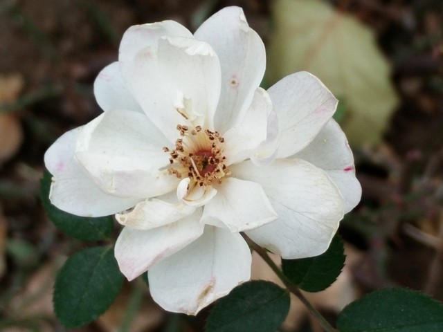 Ảnh chụp từ Oppo N3 cho chất lượng trên cả tuyệt vời