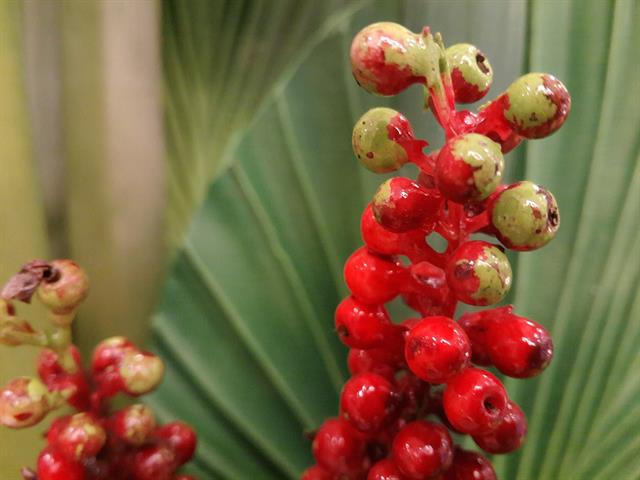 Ảnh chụp thử của Meizu MX4 Pro trong môi trường thiếu sáng