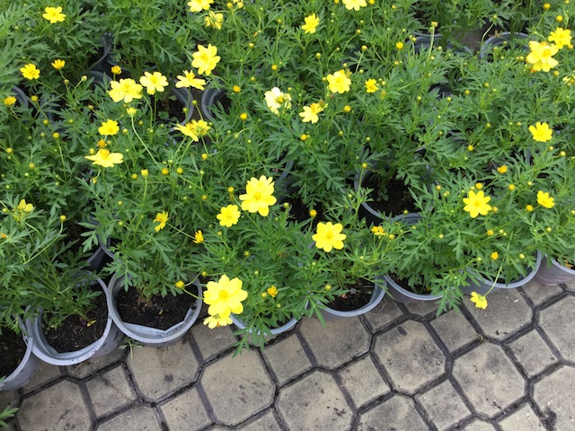 iPad Air vs iPad Air 2