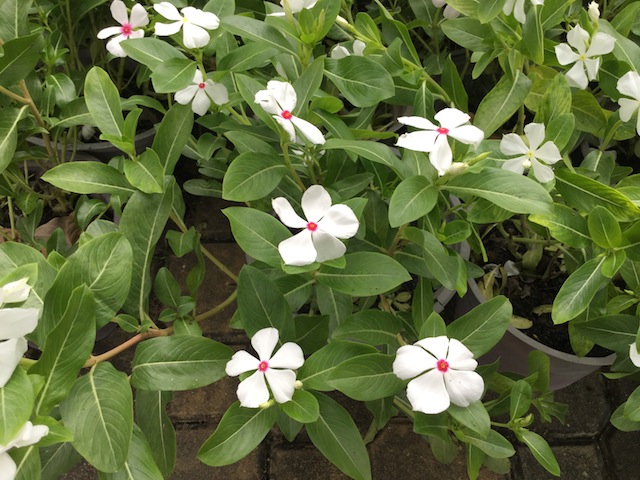 iPad Air vs iPad Air 2