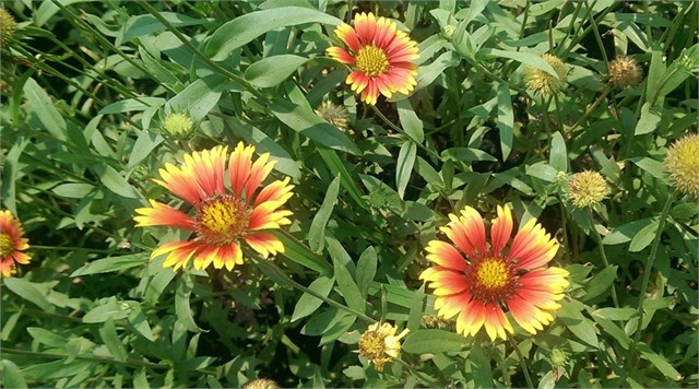 Camera HTC Butterfly S