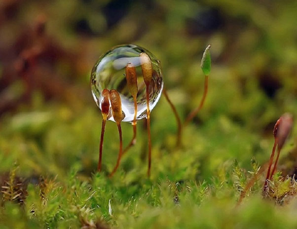 Ảnh chụp Macro giọt nước