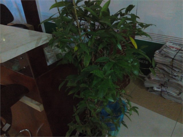 Marathon M3 và Prime 508 Lite