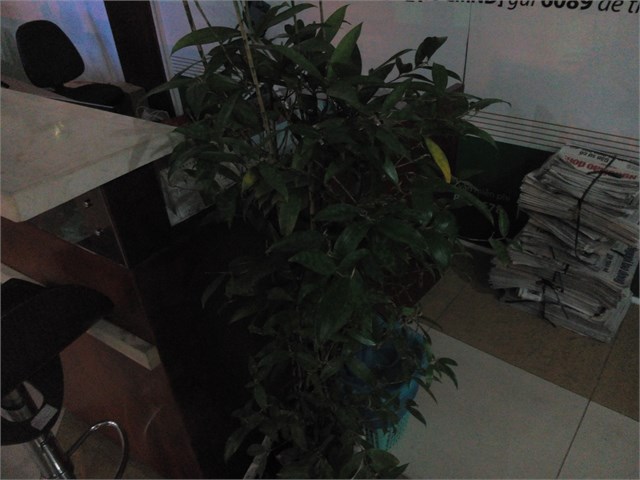 Marathon M3 và Prime 508 Lite