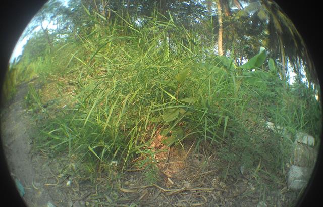 Này thì miền Tây