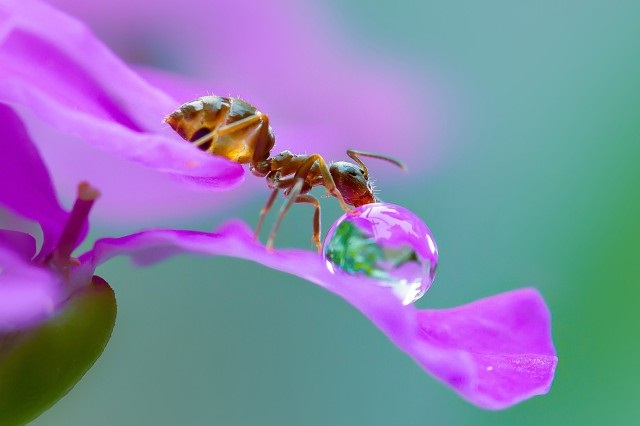Ảnh Macro chụp chủ thể loài kiến – do cô gái người Nhật Bản, Miki Asai thực hiện