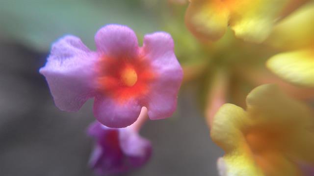 Cái nhánh hoa này cũng nhỏ xíu không kém