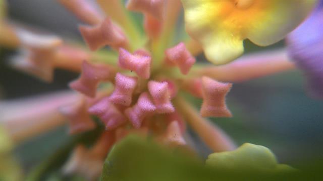 Đi chung với nhánh hoa phía trên, mà cái phần này còn nhỏ hơn gấp 10 lần