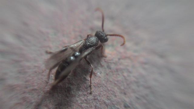 Đố bạn con này là con Ong gì?