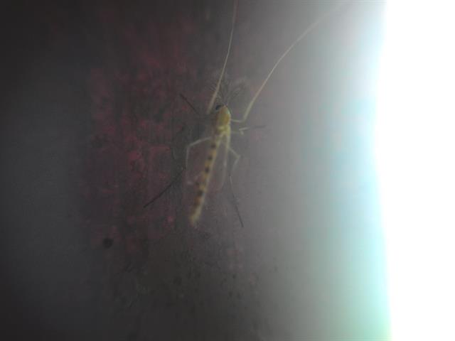 Chụp một con muỗi còn non thật đúng là 'mong manh dễ vỡ' - thiếu sáng trầm trọng