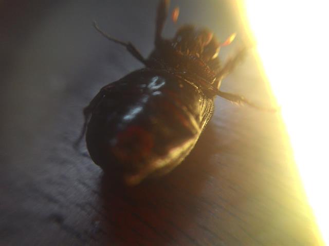 Con bọ này lên ảnh Macro nhìn to dữ - cũng thiếu sáng trầm trọng