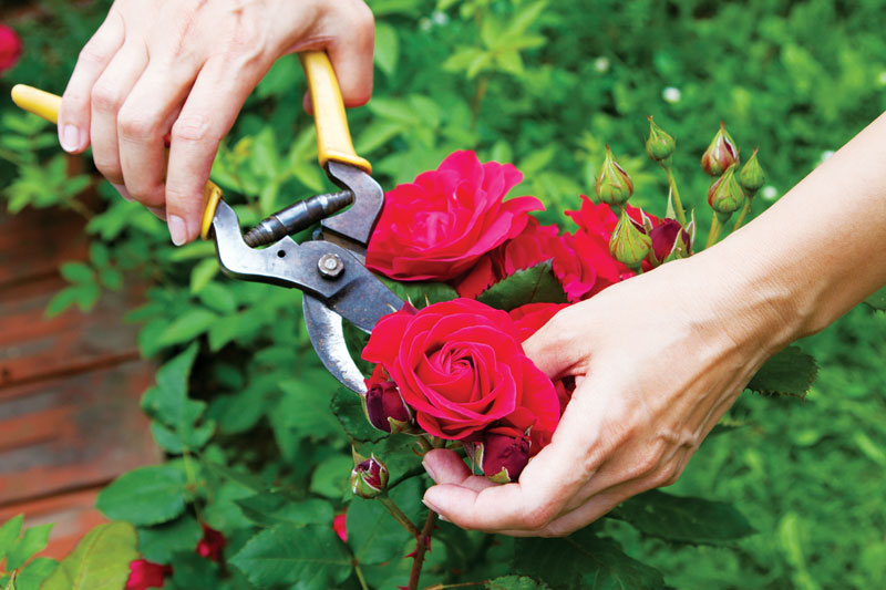 Prune branches to prevent bud growth