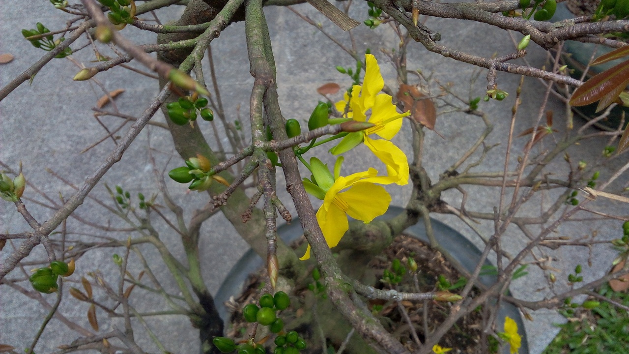 Camera Wiko Rainbow Camera Wiko Rainbow